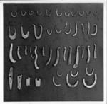 Early one-piece pearl-shell fishhooks from the early and intermediate stages with harpoon spear points -without shadow in same order as in picture no.200