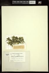 Caulerpa racemosa var. peltata