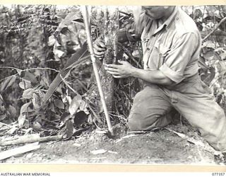 TOROKINA AREA, BOUGAINVILLE ISLAND. 1944-11-30. N150633 PRIVATE P.J. CLACK, C COMPANY, 9TH INFANTRY BATTALION, SETTING BOOBY TRAPS WITH A GRENADE AND TRIP WIRE ON THE TRACK FROM LITTLE GEORGE HILL ..