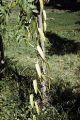 French Polynesia, vanilla bean vine growing on Moorea Island