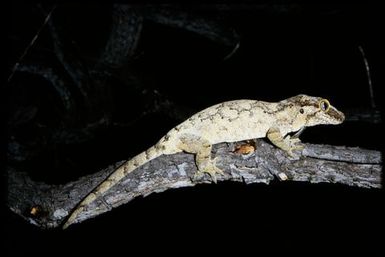 Rhacodactylus auriculatus