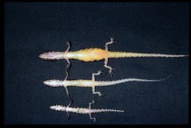 3 specimens (ventral)