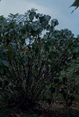 [Unidentified many-trunked plant in Espiritu Santo, Vanuatu]