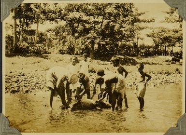 Preparing a pig for a Samoan feast, 1928