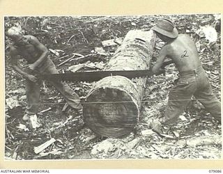 BOUGAINVILLE ISLAND. 1945-02-12. NX67092 SAPPER E.A. MERCER (1) AND NX156680 SAPPERH.J. ALLEN (2), 5TH FIELD COMPANY, ROYAL AUSTRALIAN ENGINEERS, USING A CROSSCUT SAW ON A LARGE LOG TO BE USED IN ..