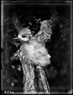 White Tern : young (Tern) on branch, Metrosideros tree