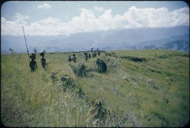 Leaving the road, we wind through the kunai : Wahgi Valley, Papua New Guinea, 1955 / Terence and Margaret Spencer