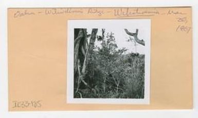 [Wikstroemia in Hawaii, envelope IE33-185]