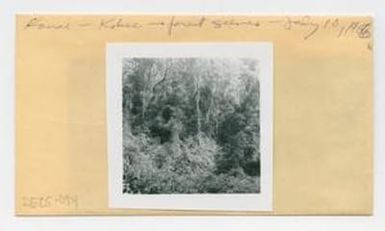 [Forest scenes in Hawaii, envelope IE25-054]