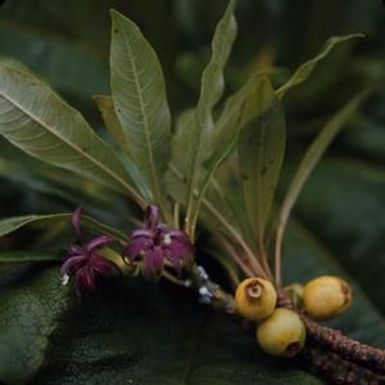 [Clermontia montis-loa flower close-up in Kohala, United States]