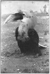 Hornbill