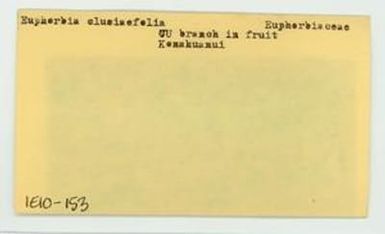 [Euphorbia clusiifolia in Hawaii, envelope IE10-153]