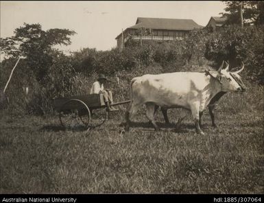 Riding in bullock cart