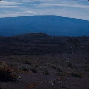[Wikstroemia on Hualalai summit, United States]