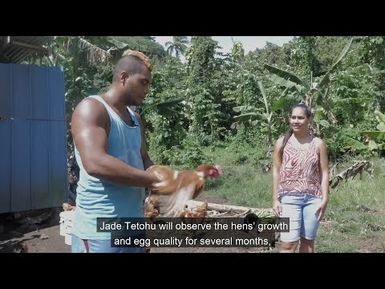 Increasing Pacific Islands resilience by producing livestock feed from Black Soldier Fly (BSF)