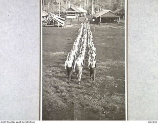 THORPVILLE, NEW GUINEA. 1943-12-07. POSTURE CASES, PATIENTS OF THE 113TH AUSTRALIAN CONVALESCENT DEPOT MARCHING OUT ON TO THE PARADE GROUND TO TAKE PART IN CORRECTIVE EXERCISES