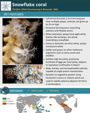 Snowflake coral | Carijoa riisei