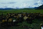 Cattle at Baiyer River, Station, Western Highlands, Feb 1961