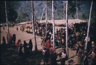 Dancing on the singsing ground: men in all their splendour (6) : The Tengerap Clan Singsing, Wahgi Valley, Papua New Guinea, 1954 / Terence and Margaret Spencer