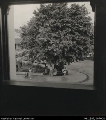 People seated under a tree