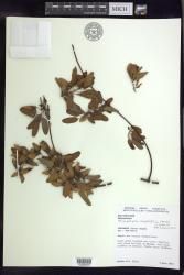 Stigmaphyllon angustifolium