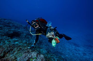 Severine Hannam Natural Sciences Collection Manager at the Auckland collects invertebrates on Banc 'Lorne, New Caledonia during the 2017 South West Pacific Expedition.