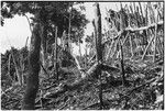 Sengru-Sengru, Wanuma Census Division: slash-and-burn garden clearing with fence