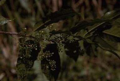 [Unidentified plant from Saruwaged Range, Papue New Guinea]