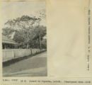 Street in Papeete, Tahiti. Flamboyant tree, 1915