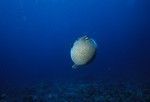 Puffer fish off the coast of Hawaii