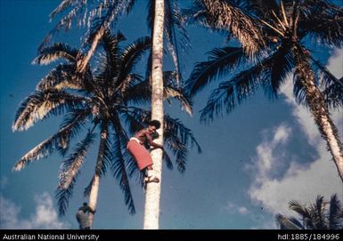 Kilowe climbing coconut tree - Buin, Bougainville