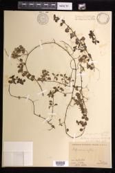 Peperomia reflexa