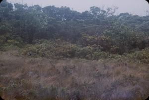 [View in Alakai Swamp Trail, United States]