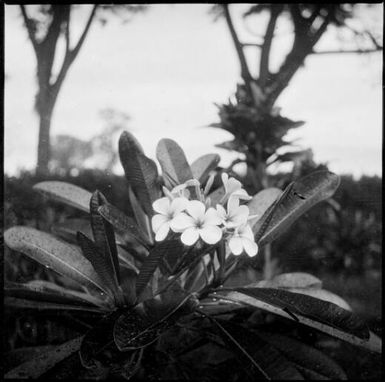 Flowers with a hedge in the background, Rabaul, New Guinea, ca. 1936 / Sarah Chinnery