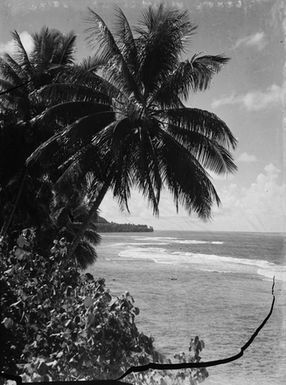 [View of Palm trees and shoreline]