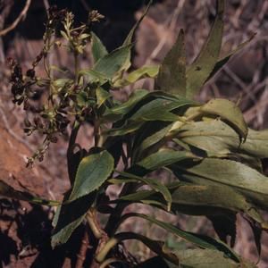 [Dubautia paleata close-up from Pihea Trail, United States]