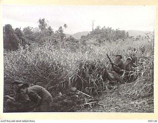 KIARIVU, NEW GUINEA, 1945-08-07. TROOPS OF C COMPANY, 2/7 INFANTRY BATTALION DIGGING IN BELOW THE COCONUT FEATURE IN THE BACKGROUND WHERE A SMALL JAPANESE SECTION IS STILL HOLDING OUT. THIS WAS ..