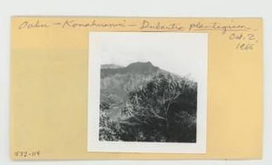 [Dubautia plantaginea in Hawaii, envelope IE32-114]