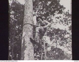 UBERI, NEW GUINEA. 1943-07-08. N220047 SIGNALMAN S. C. WILLIAMS OF THE 18TH NEW GUINEA LINES OF COMMUNICATION, SIGNALS, AIF, CLIMBED A TREE TO TEST LINE FOR FAULTS