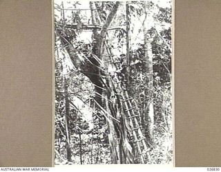 PAPUA, NEW GUINEA. 1942-10. A JAPANESE OBSERVATION POST IN A TREE WITH BUSH LADDER APPROACH. AN AUSTRALIAN SOLDIER IS SEEN CLIMBING THE LADDER