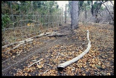Fence and forest