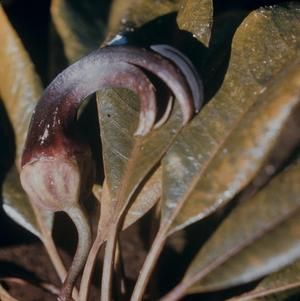 [Clermontia peleana close-up from Glenwood, United States]