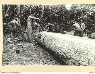 BOUGAINVILLE ISLAND. 1945-02-12. SAPPERS OF THE 5TH FIELD COMPANY, CUTTING AND SHAPING TIMBER TO BE USED IN THE REPAIRING AND REPLACING OF BRIDGES ALONG THE MOSIGETTA ROAD