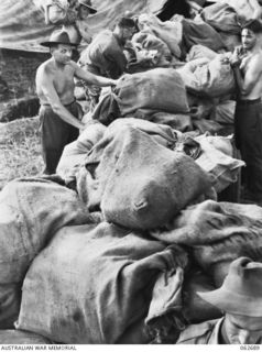 DUMPU, NEW GUINEA. 1943-12-22. PERSONNEL OF FORWARD POST OFFICE 28, 7TH AUSTRALIAN DIVISION POSTAL UNIT LOADING BAGS OF CHRISTMAS MAIL ON TO JEEPS FOR DELIVERY TO FORWARD AREAS. SHOWN ARE: NX41886 ..