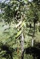 French Polynesia, vanilla bean vine growing on Moorea Island