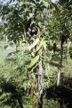 French Polynesia, vanilla bean vine growing on Moorea Island