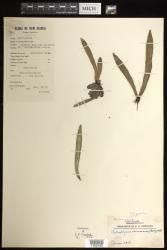 Antrophyum immersum