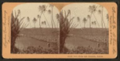 Rice fields near Honolulu, Hawaii