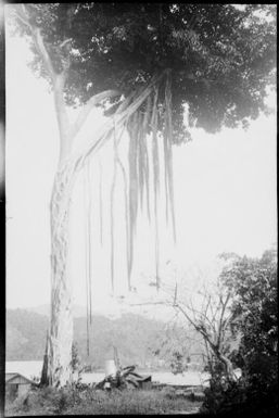 Tall tree with aerial roots and a shed at its base, Madang [?], New Guinea, ca. 1935 / Sarah Chinnery