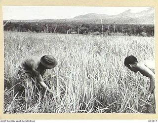 1942-11-11. NEW GUINEA. AUSTRALIANS CLEAR A LANDING FIELD ON WHICH WILL LAND PLANES CARRYING ALLIED TROOPS MOVING TO ATTACK BUNA